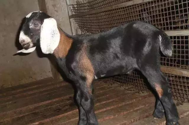 奶质最好的奶山羊品种有哪些,世界奶山羊优秀品种介绍