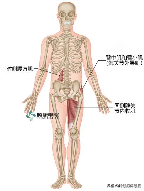 骶髂关节疼痛的原因一般是什么,骶髂关节夜间疼痛口服什么药品