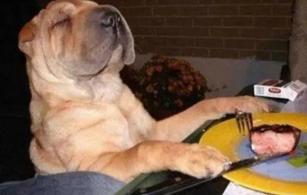 犬猫寄生虫,犬猫寄生虫性皮肤病治疗方法