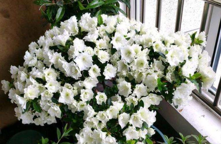 养好杜鹃花有2个条件,用什么方法养好杜鹃花盆栽