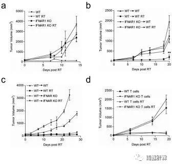 干扰素对肿瘤细胞的影响,i型干扰素活化t细胞