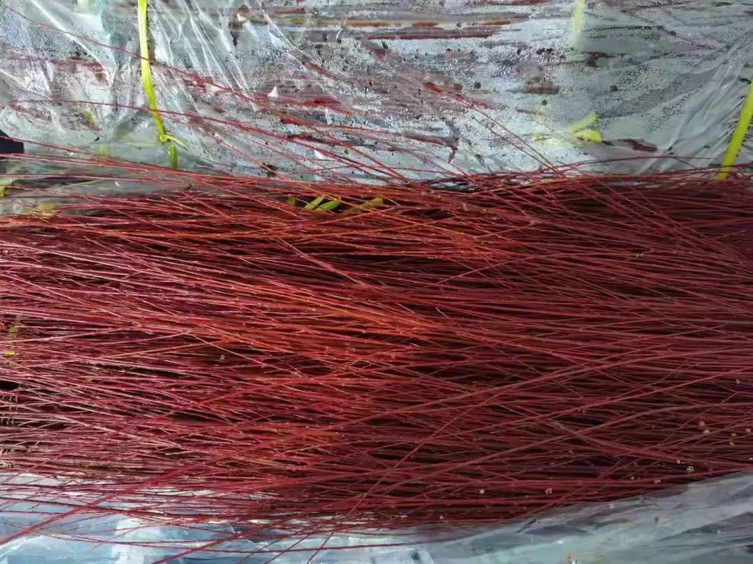 50种花材大全,常用鲜切花品种及图片