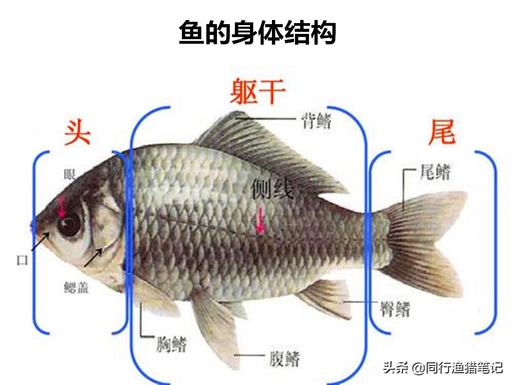为什么抄鱼的时候最容易断竿,抄鱼时为什么要握到竿子