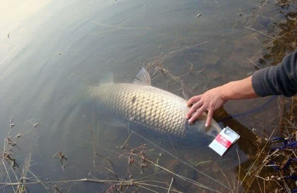 钓鱼最佳时间和细节,钓鱼越来越离不开这5种东西