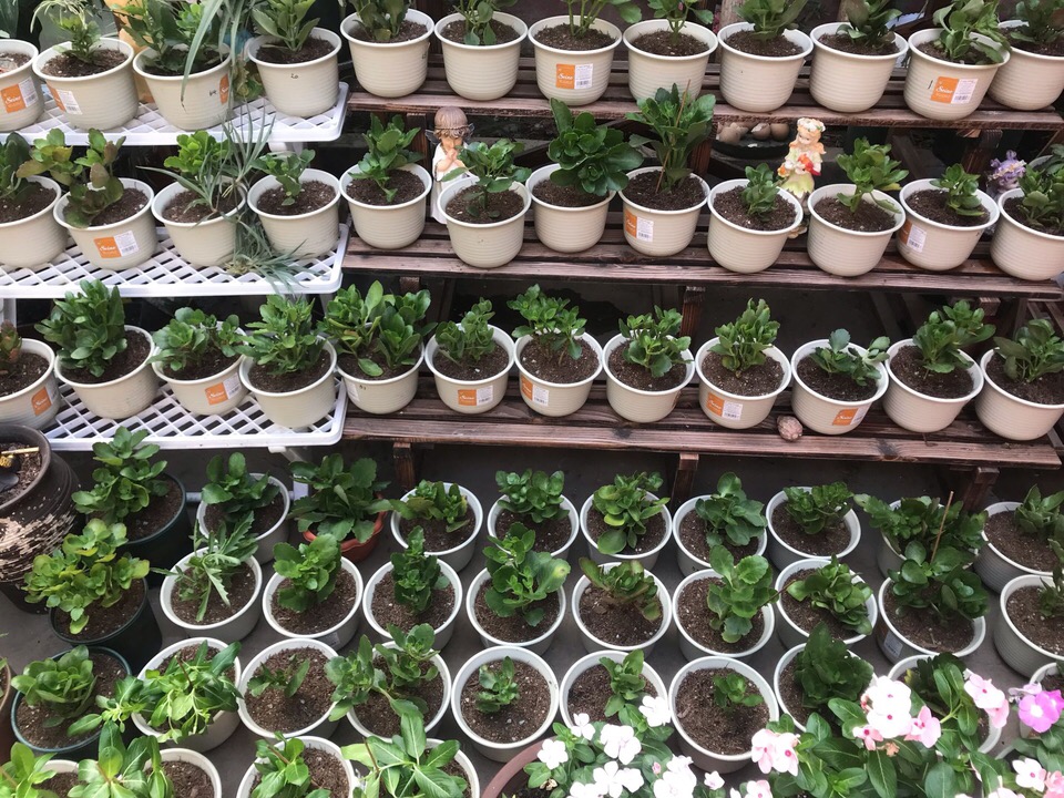 养长寿花的绝招,养长寿花怎么过冬