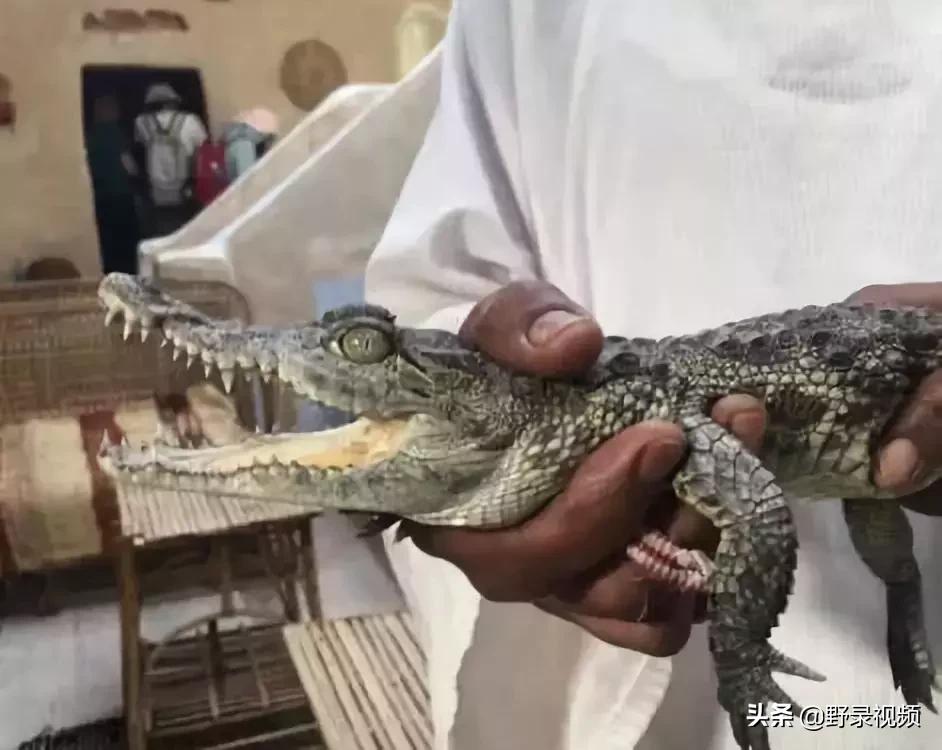 把非洲鳄界扛把子当宠物养是一种怎样的体验？