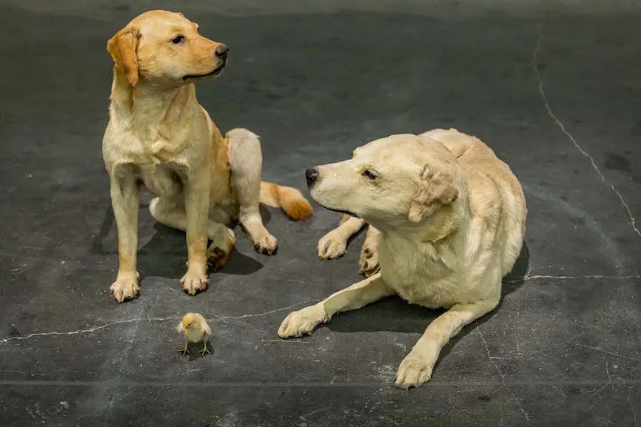 艺术家卡特兰什么实力,卡特兰把一根香蕉粘在墙上