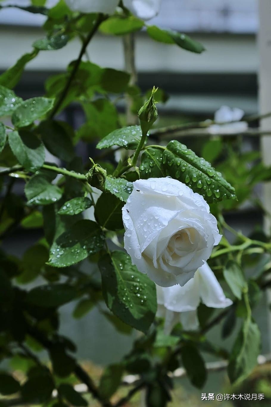 地栽月季水浇多了烂根怎么补救,藤本月季大苗烂根快速恢复方法