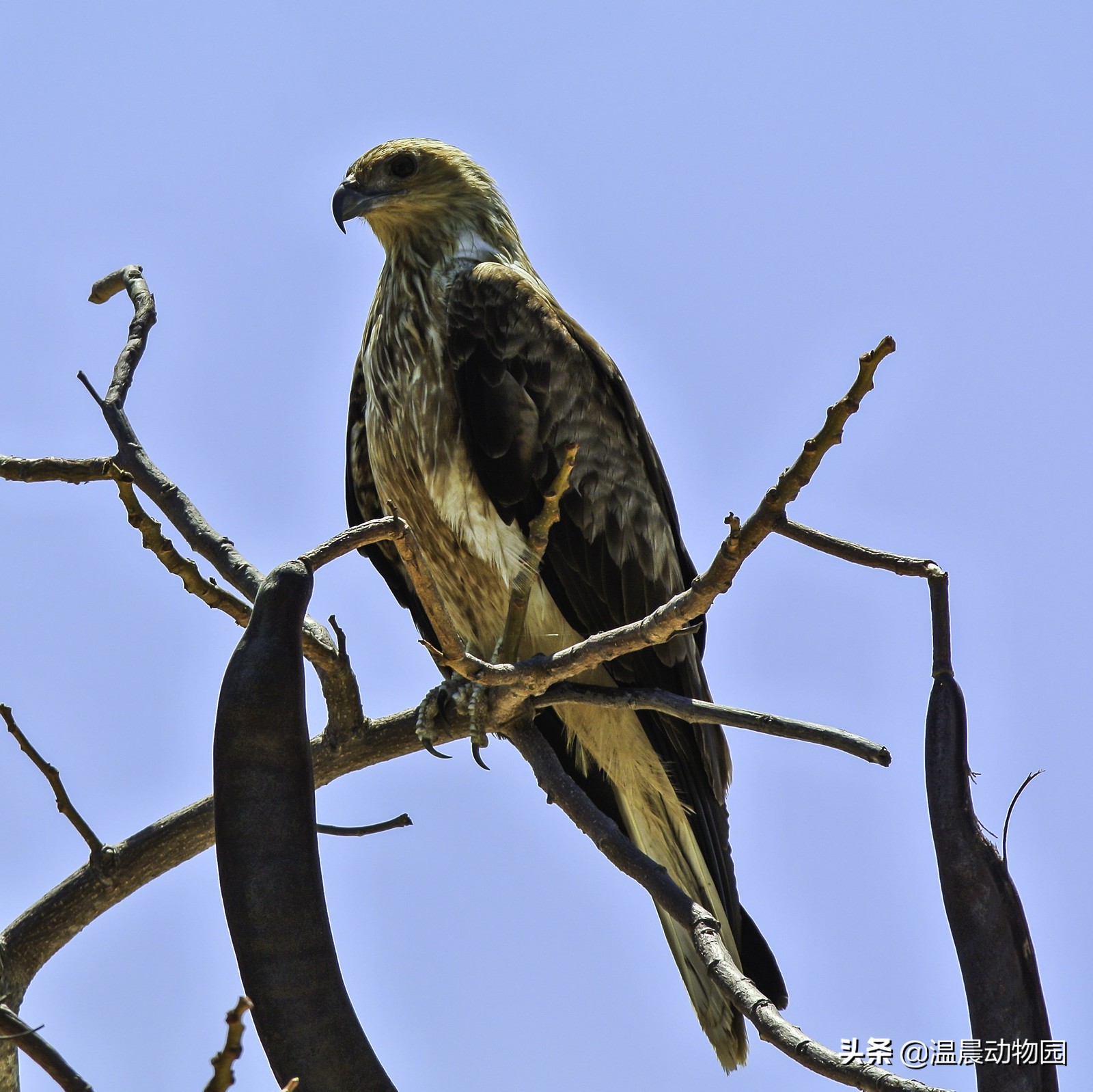 鹰死前拔羽毛视频,辟谣鹰真的会把幼鹰推下悬崖吗