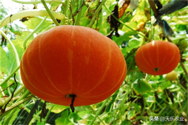 金丝瓜的种植方法和注意事项,金丝瓜种植时间和方法