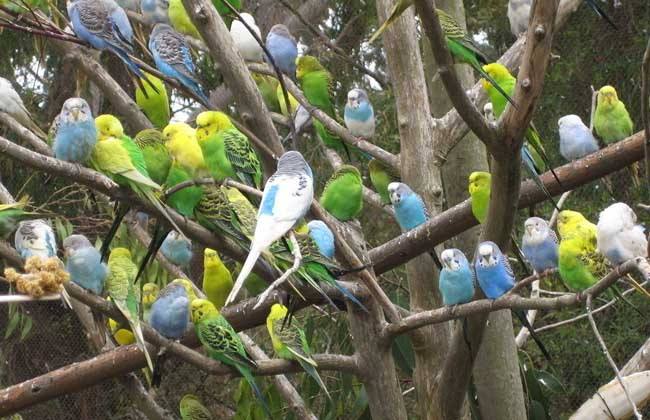 想养鹦鹉?第一只鹦鹉盘它准没错!看完养死1只我赔你10只