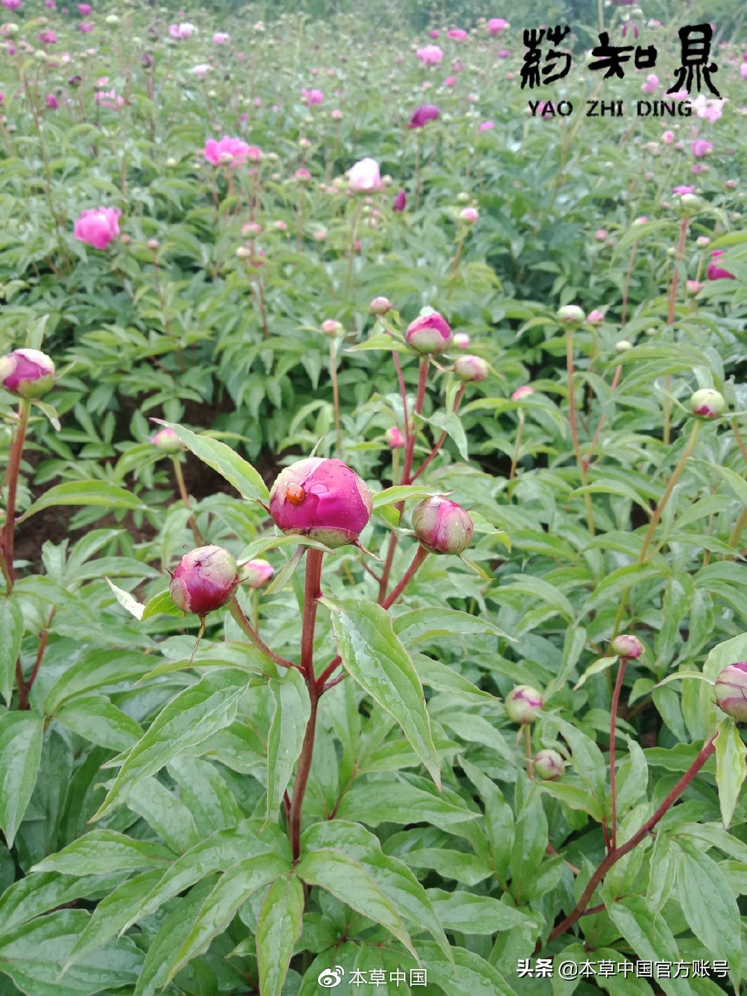 【本草百科·药知鼎——白芍】朵腴花硕,不止于美丽的外表