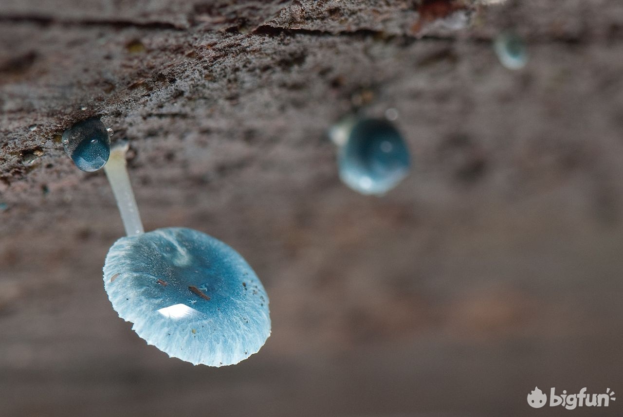 明日方舟灰蕈迷境隐藏结局,明日方舟灰蕈谜境商人