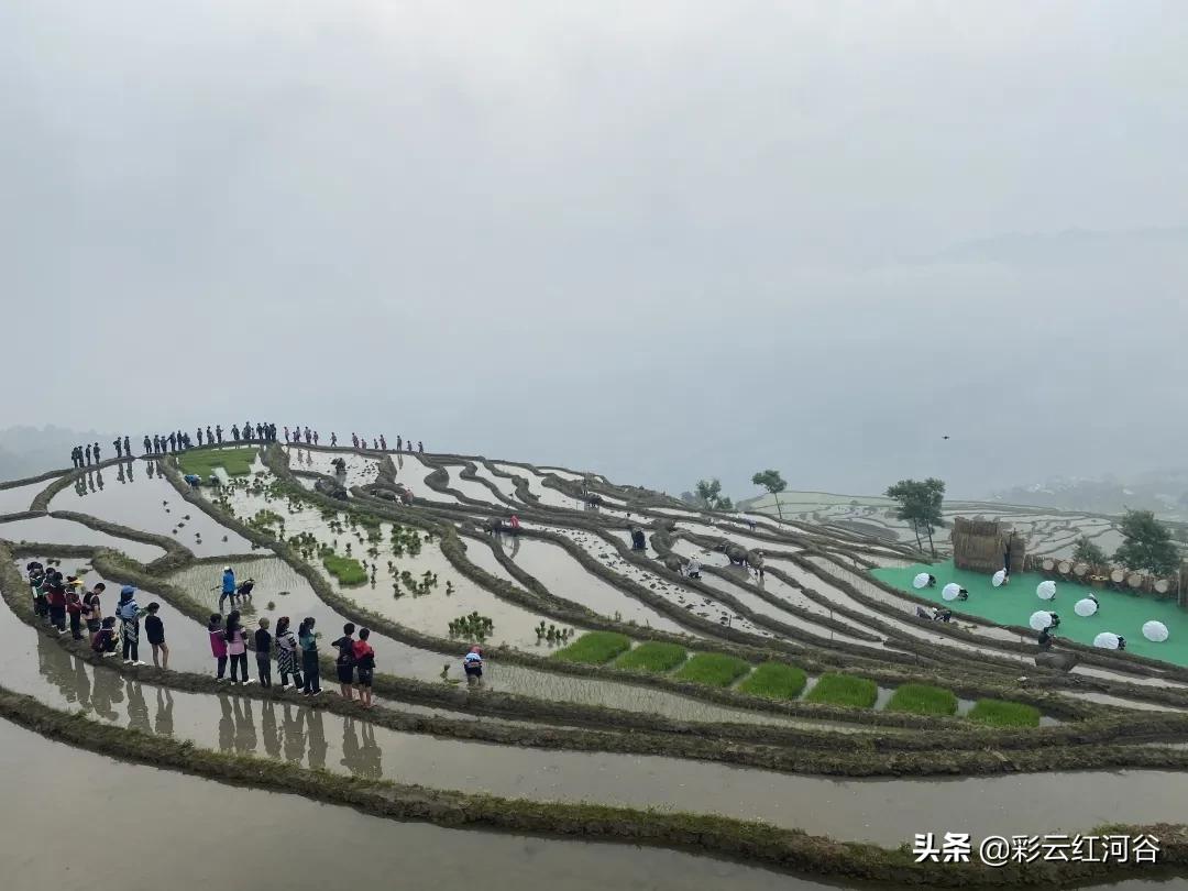 文旅搭台电商唱戏，“开秧门”助推梯田农产品走俏市场