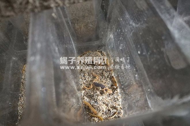蝎子蜕皮全过程是怎样度过的,蝎子蜕皮注意事项