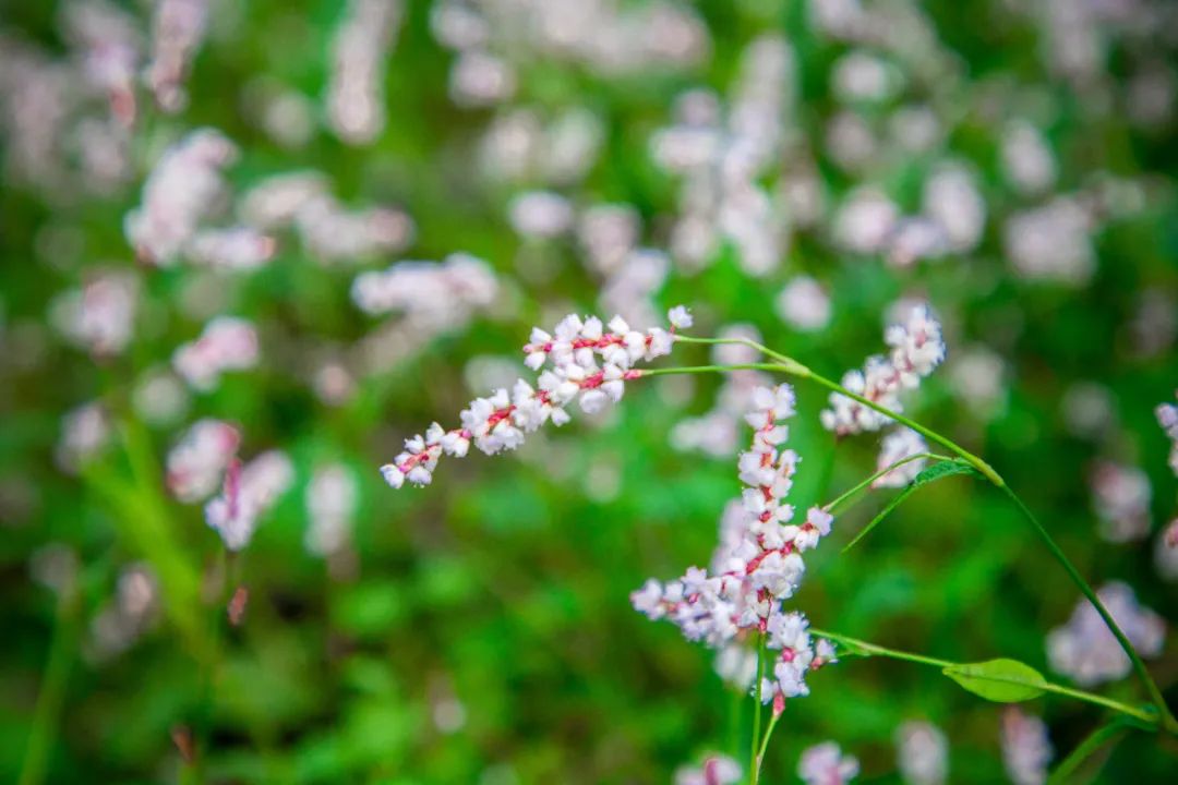 蓼花盛放成海，扬州又多了一处赏秋秘境