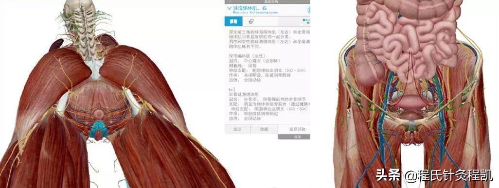 医师分享:什么是盆底肌,它在哪里?