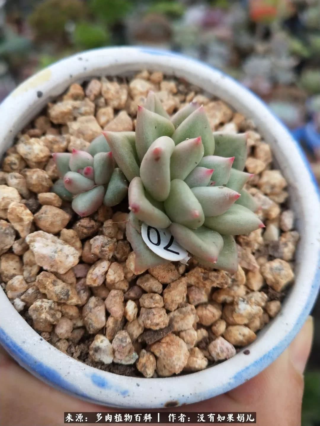 明人不说暗话，我为多肉而来！