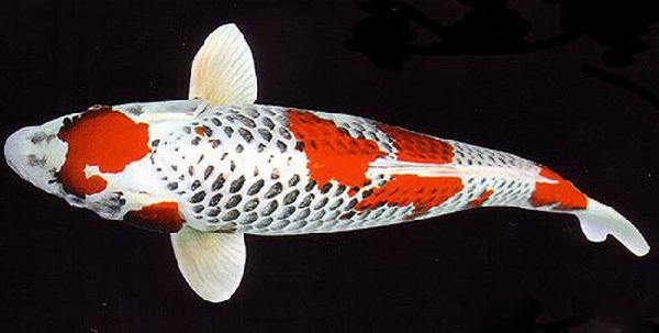 养观赏鱼小知识大全,养观赏鱼知识大全