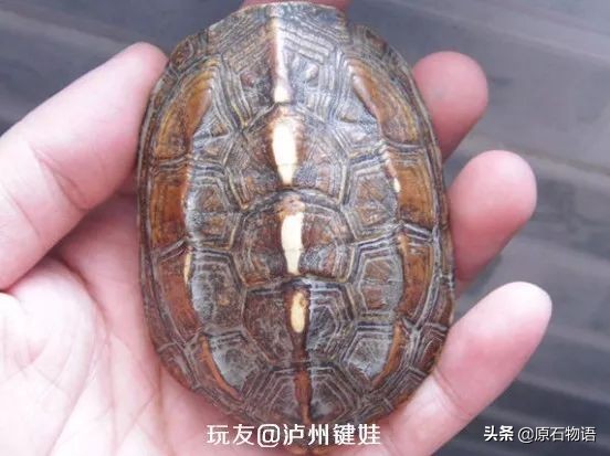 盘龟壳会玉化包浆后效果视频,龟壳盘多久玉化包浆起荧光