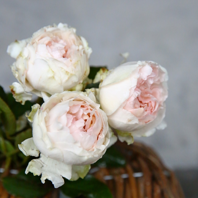 月季伊芙的特点,伊芙月季品种最低温可以适应多少