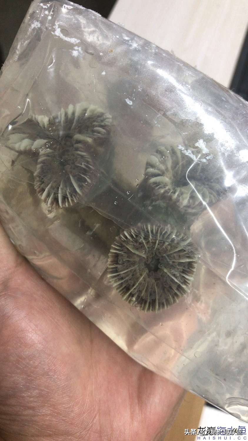 从零开始玩海缸的方法,从零开始玩海缸全过程