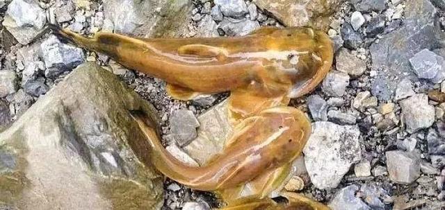 正在消失的5种鱼,正在消失的鱼类有哪些