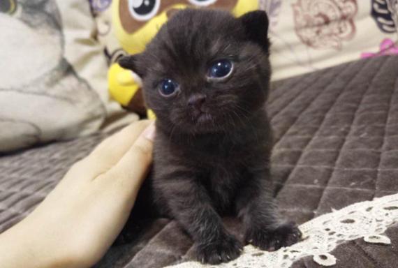 新手第1次养猫推荐猫品种,新手养猫选择哪些猫品种