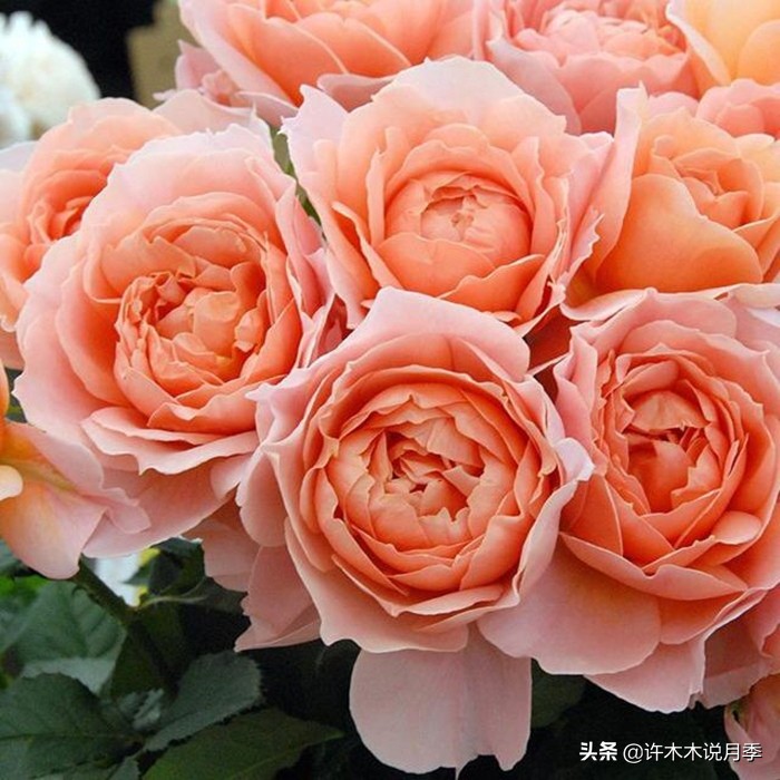 为啥网上买的月季花很难成活,为什么买的月季花养不活