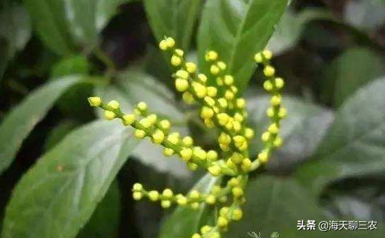 米兰如何种植视频讲解教程,南方四月米兰怎么种植