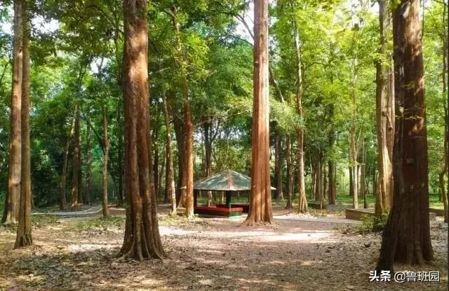 地板界中的爱马仕,红木地板与柚木