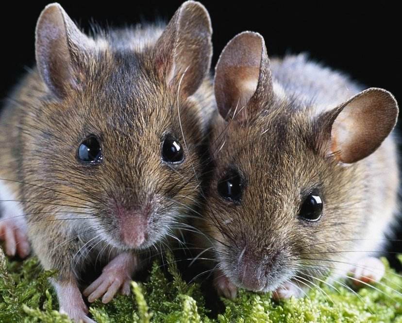 人类十大不能吃的野生动物是什么,其排名如何?