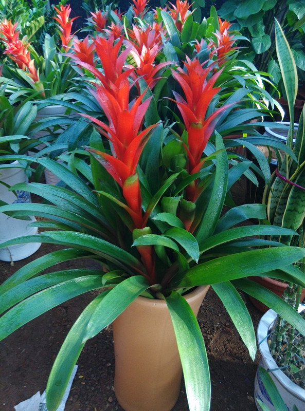 100种绿植大全,50种盆栽绿植花卉大全