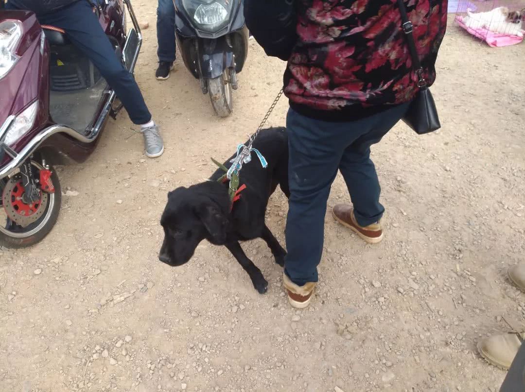 狗市给网友买黑色拉布拉多,出售拉布拉多幼犬50元一只