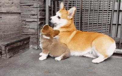 「今日萌图」一旦猫咪能自己打开鱼罐头，人类也就完蛋了