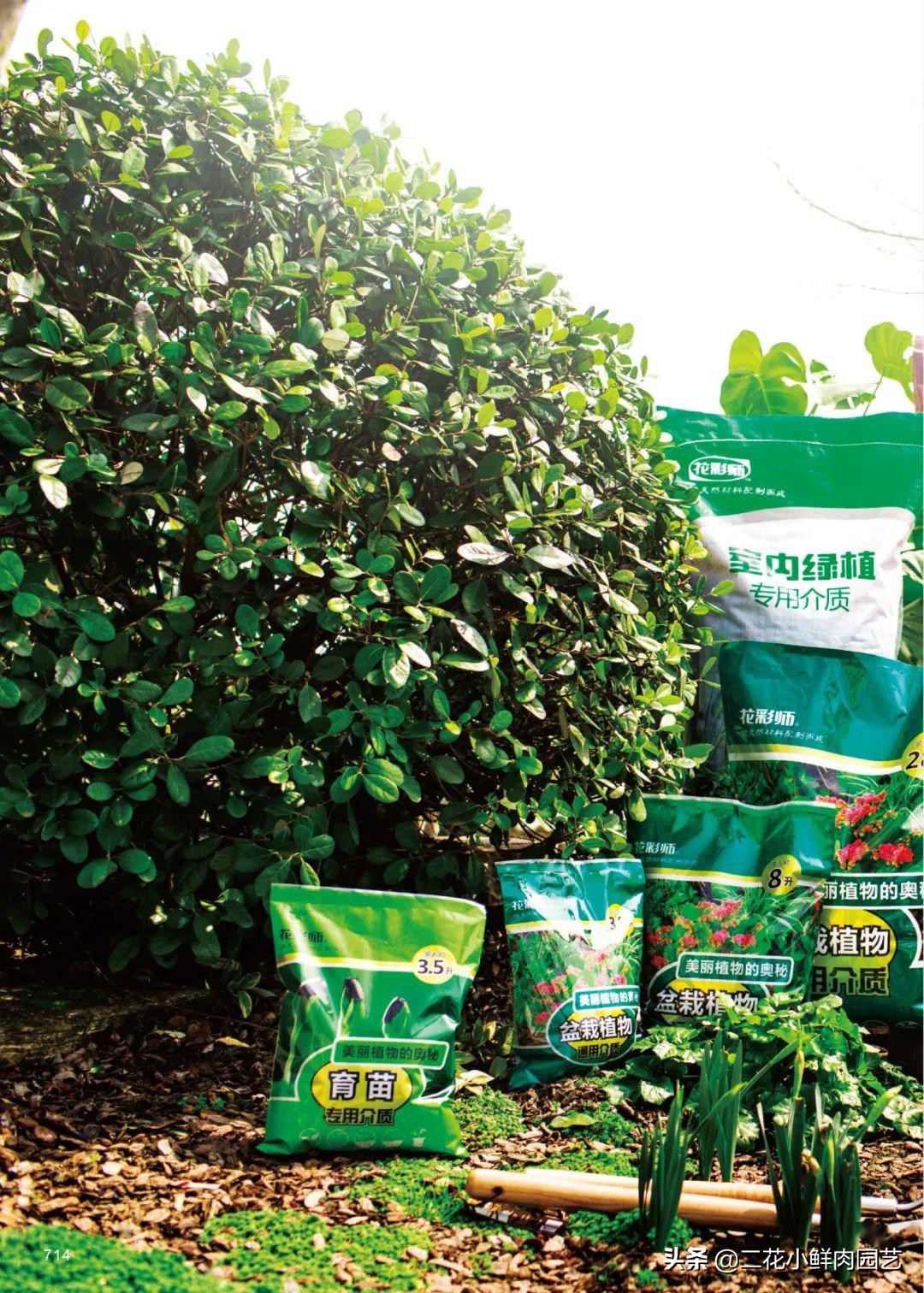 鍥壓鑺卞崏绉嶆鐭ヨ瘑鍏ラ棬,鑺卞崏鍥壓濡備綍鍏ラ棬