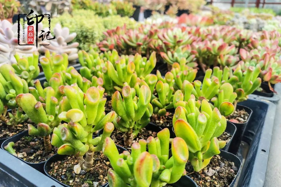 商丘花鸟批发基地,商丘花鸟市场地址