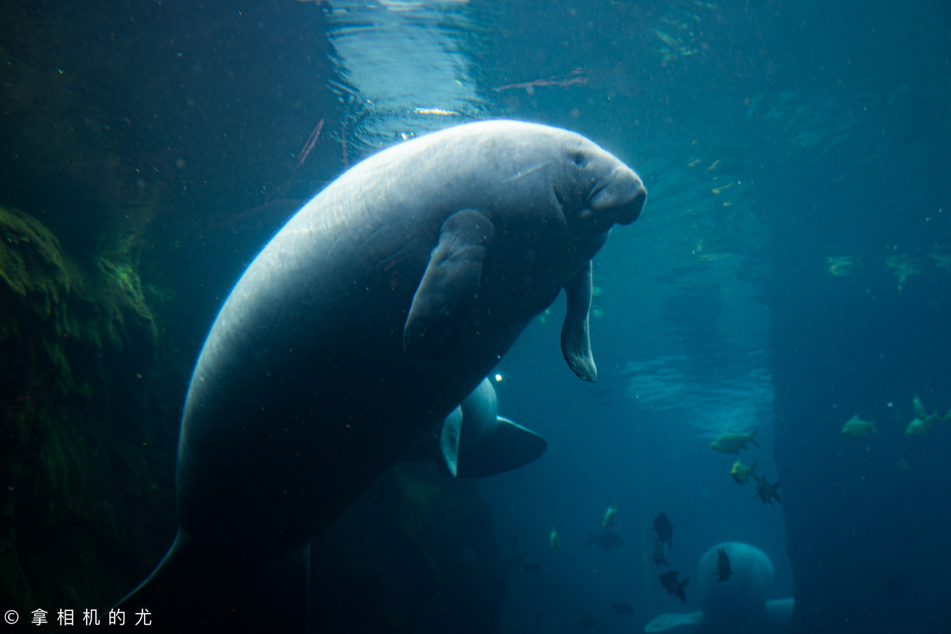 珠海横琴长隆海洋王国游玩全攻略,珠海长隆海洋王国跟香港海洋公园