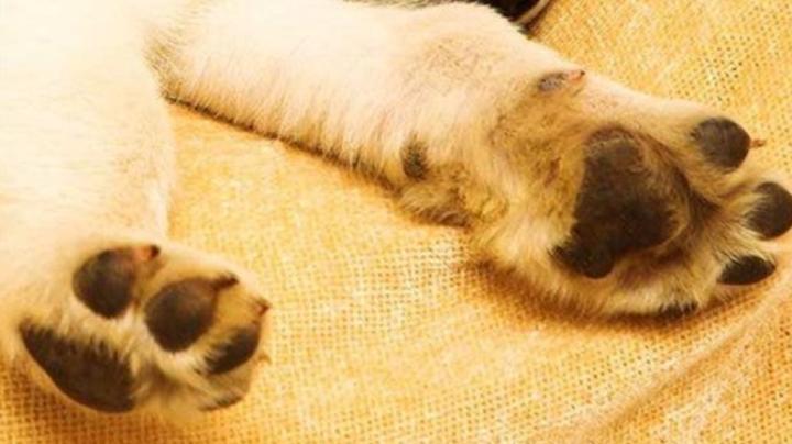 狗被撞了腿瘸了自己能恢复吗,狗突然脚瘸了怎么回事