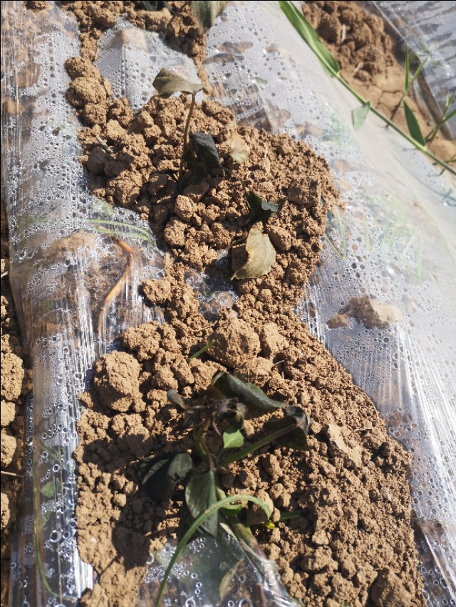 甘薯苗多少温度产生冻害,甘薯收获晚发生冻害