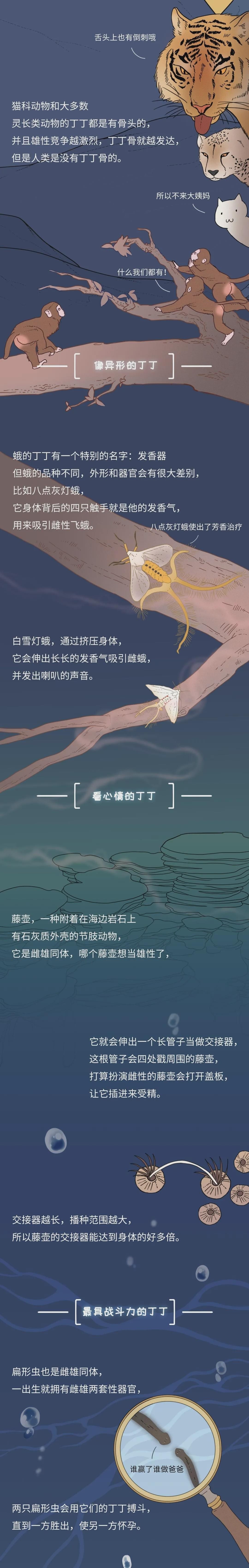 为什么同样是丁丁，差距却这么大？34cm竟然排垫底