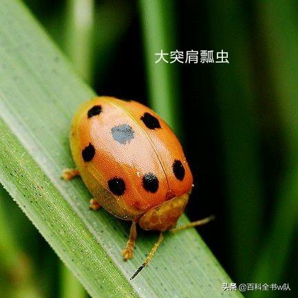 瓢虫是益虫还是害虫怎么区分,所有的瓢虫都是益虫正确吗