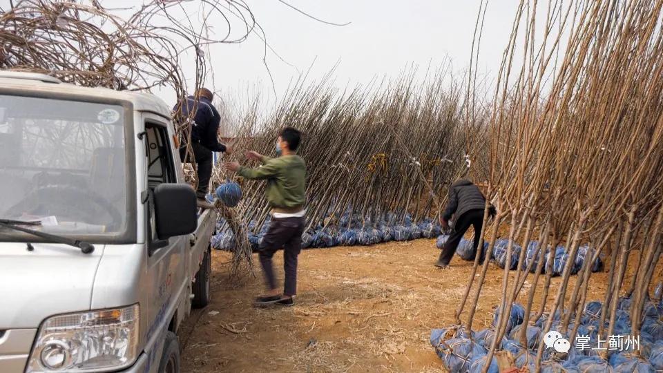 110000000元！邦均苗木基地~飒！