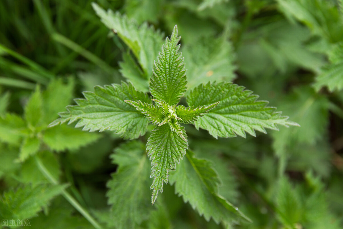 野外救命植物有哪些,农村常见的野外植物