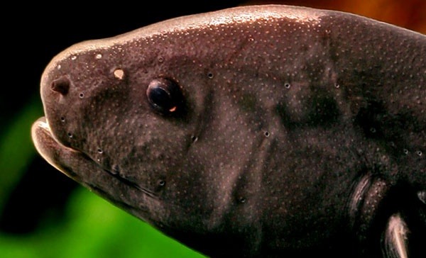 魔鬼刀鱼繁殖视频,魔鬼刀鱼吃食视频