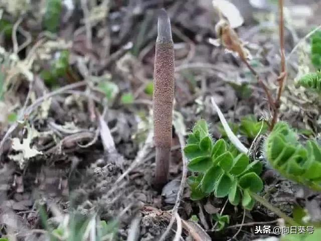 每日一药冬葵子,每日一药冬虫夏草