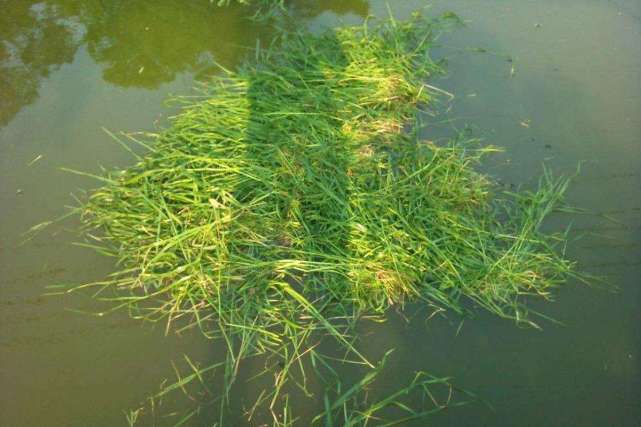 大草鱼钓不到怎么办,大草鱼难钓