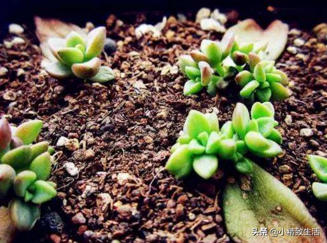 多肉植物叶插徒长怎么办,多肉叶插出苗了该怎么办