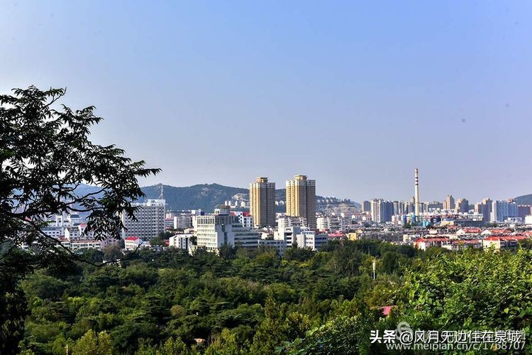济南的法国梧桐,济南梧桐树美景