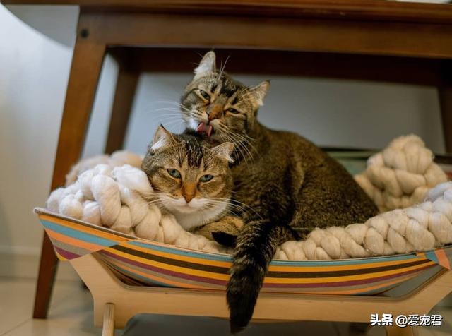 如何克服猫咪的紧张情绪,关于猫咪应激铲屎官应该了解一下